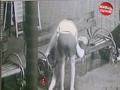 Screenshot A Bj On The Street(russia)