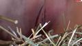 Screenshot The Woman Masturbates In The Hay