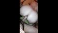 Screenshot Independent Nozzle [amateur Anal Sex Blowjob Homemade Porn Sex]
