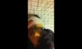 Screenshot Beautiful Crossdresser Sucks Big Cock And Fucks (amateur, Blowjob, Crossdresser, Large Cock, Anal, Cumshot)