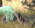 Screenshot To Peep Like A Chick Sucking Cock In The Bushes (private Porn On Hidden Camera,