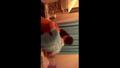 Screenshot Home Porno Pickled Chick Fucked In The Kitchen