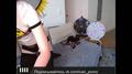 Screenshot Porn Roulette For Donuts With Hot Redhead Bitch Boss_battle (stockings, Anal, Hosti, Dildo) (part 2)